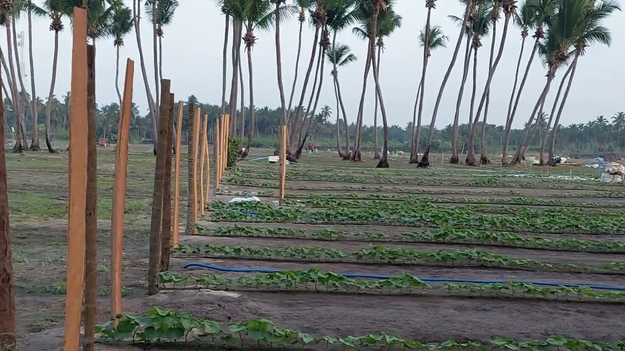 Thoddoo Island in the Maldives