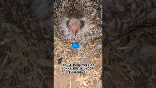 Will The Mother Hens Accept This Egg? #birdeggs