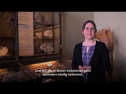 Video: Wann wurden Mikrofossilien gefunden?