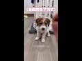 【有零食就全力以赴】狗狗趴下方式超獨特　瞬間飛撲太可愛XD #Shorts