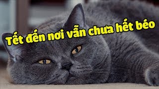 Mày thích Lợn hơn Mèo đúng không Sen ? Nói sự thật đi !! | Yêu Lu Official