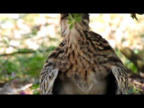 Greater Roadrunner behavioral thermoregulation