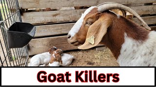 Top 5 Goat Killers (and what to do about them)