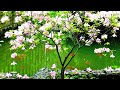 【超高音質・立体音響】きれいな雨の音 + おやすみピアノ 🎹 Relaxing Piano & Rain Sounds 🌧️