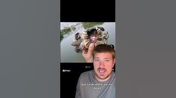 This is why you never paint turtle shells 😳 #shorts