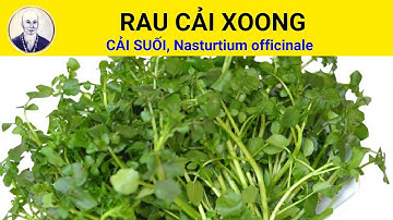 Rau Cải Xoong có tác dụng chữa trị bệnh gì? | Nasturtium officinale R. Br.