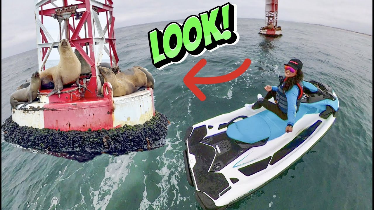 So MANY Sea lions and Dolphins! Newport Beach SeaDoo Rentals (Jet Ski