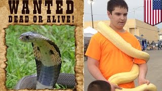 Pet Store Worker Killed By Monocled Cobra Which Is Now On The Loose In Austin - Tomonews