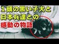 世界が感動!!!ロシアの地に捨てられていた一匹の黒い子犬。日本兵に『クロ』と名付けられたその犬が巻き起こした衝撃と感動の実話物語!