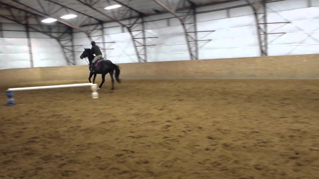 Alex Shokat and Diesel 3' Swedish Oxer to one stride line. YouTube