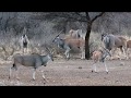 Hunting Eland Bull in Namibia, Africa 2018 - HUNTING VIDEO (4K)