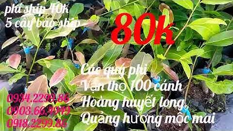 Cúc quý phi, vạn thọ 100 cánh xoăn, hoàng huyết long, quảng hương mộc mai: 80k