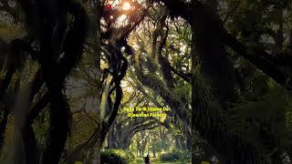 Wisata Di Hutan Magis Indonesia? De Djawatan Forest Banyuwangi