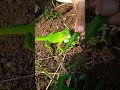 Iguana hijau,green iguana, hewan viral,hewan langka#short