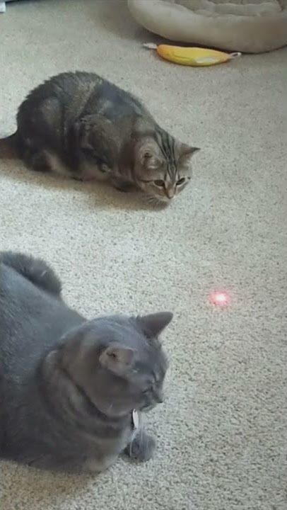 Cats playing with laser pointer