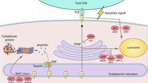 Pathways of antigen presentation by cells  for GATE BT/DBT JRF/ICMR JRF/CSIR-NET