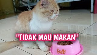 CARA MENGATASI KUCING TIDAK MAU MAKAN...LAKUKAN CARA INI