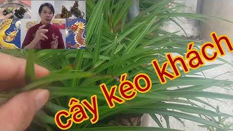 cách cầu tài kéo khách - cây ngải chiêu tài - cây phong thủy - phong thủy vạn lộc - ngải nàng sắc