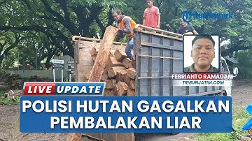 3 Pelaku Pembalakan Liar Diringkus Polres Madiun-Perhutani, 55 Batang Kayu Jati Disita Jadi Bukti