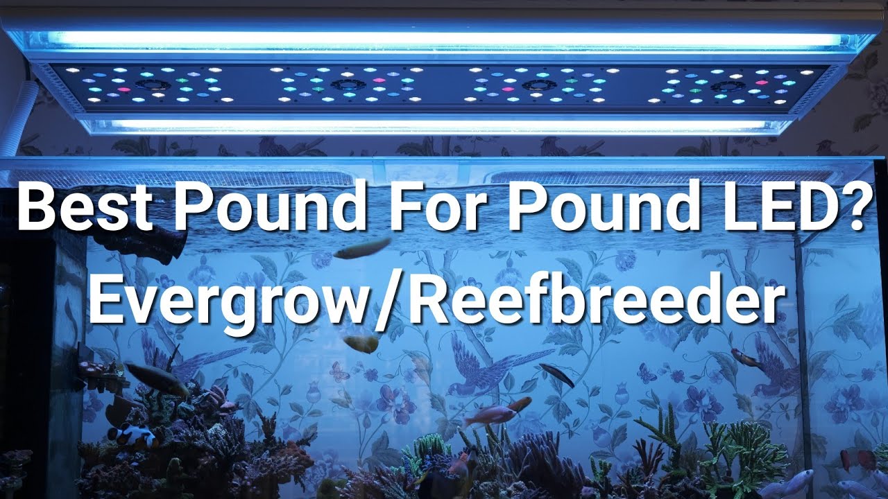 evergrow pro reef