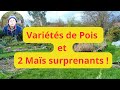 Varits de pois et 2 mas surprenants