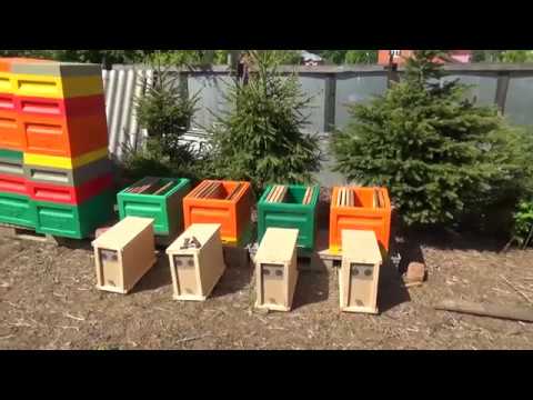 Видео: Пересадка пчелопакетов в ульи