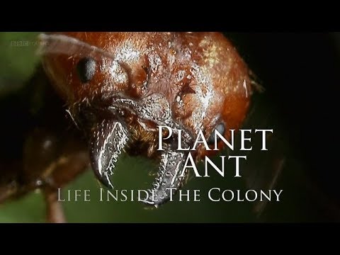   BBC Planet Ant Life Inside The Colony 2013 1080p High Quality