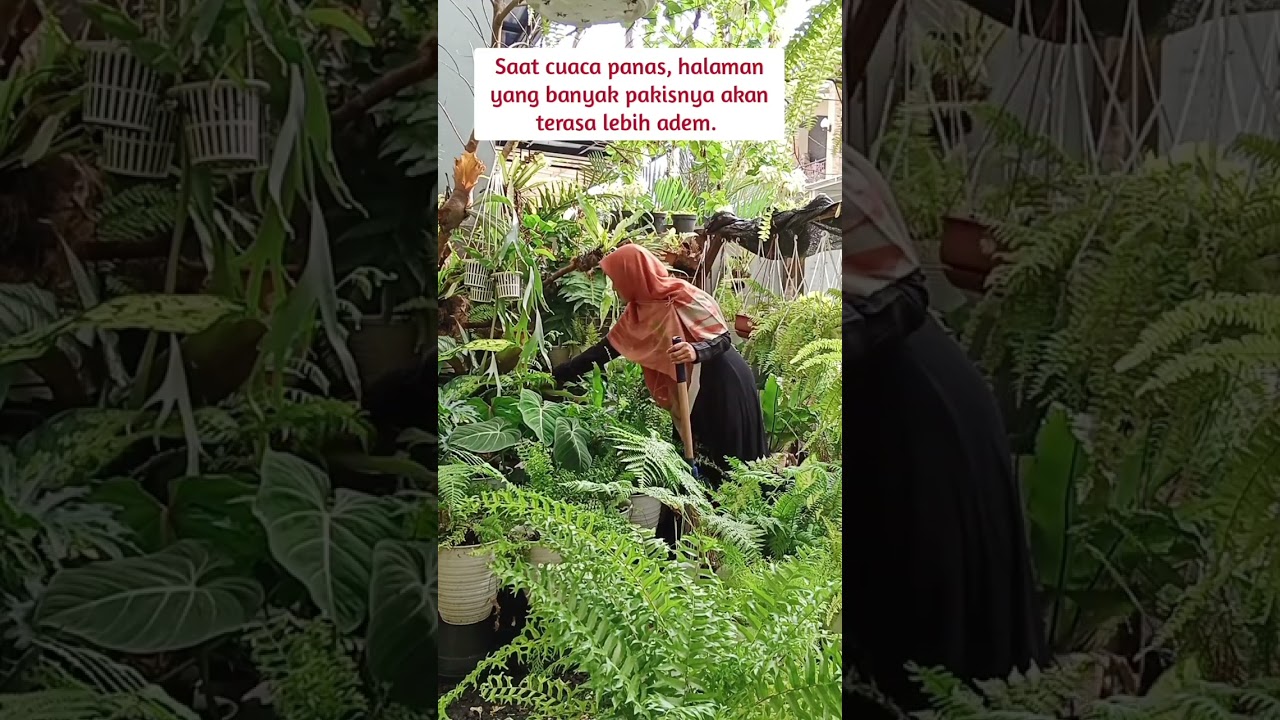 Manfaat menanam pakis hias