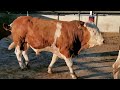 Bulls and cows in farm #part 17- Daily Farming 2019