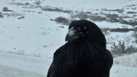 Ice road to nowhere "music video"