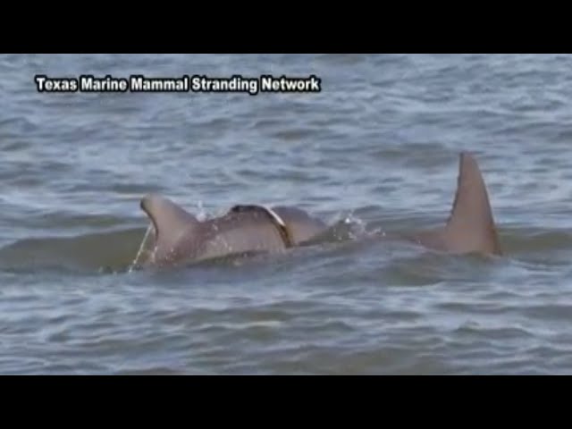 Efforts to find dolphin in distress in Galveston - YouTube