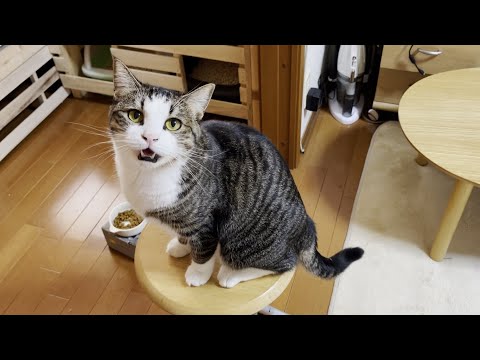 猫が「ごはん」と喋ってると言い張る少しサイコパスなお父さん