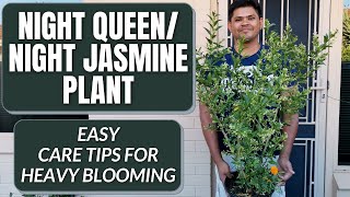 Night Jasmine Plant Care Tips | Easy Tips for Heavy Blooming!