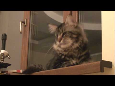 Maine coon's hypnosis. Diamond Black My Fairy King