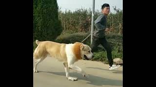 Walking the dog.Alabai Central Asian Shepherd Biggest ferocious dog huge dog Giant dog