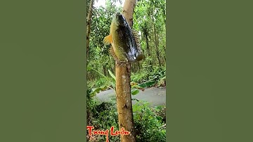 Câu cá rô đồng, dính rô mề p21