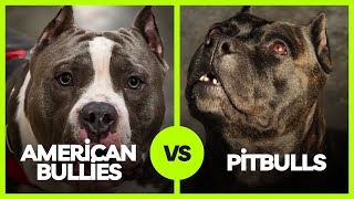 American Bully vs. Pitbull: Understanding the Differences by American Dog Lovers 3,375 views 6 months ago 3 minutes, 40 seconds