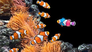 8 types of the most beautiful seawater ornamental fish that are easy to maintain