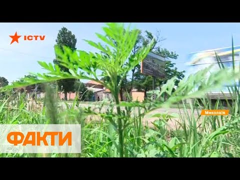 Цветение амброзии: когда начинается и что делать сейчас