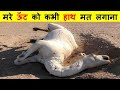 मरा हुआ ऊट इतना खतरनाक क्यों होता है ? Why is a dead camel so dangerous?