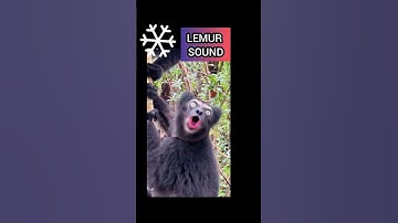 Thumbnail of Animal sounds lemur