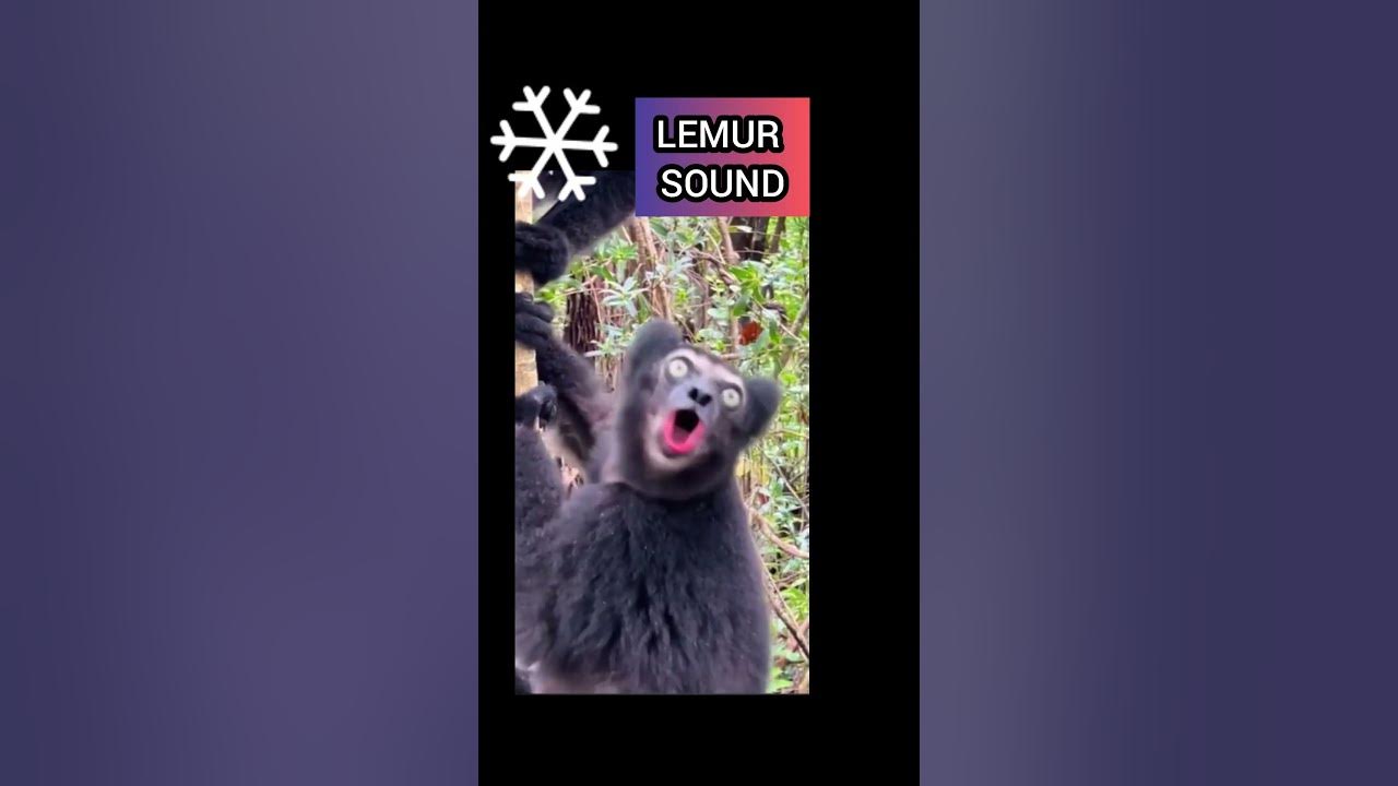Animal sounds lemur