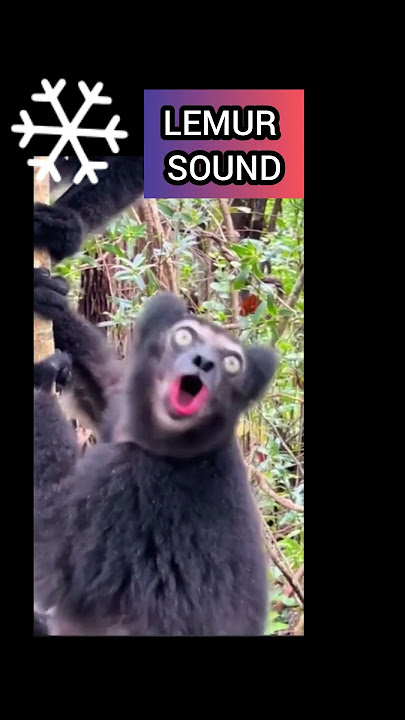Animal sounds lemur