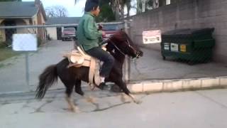 mini horse galloping
