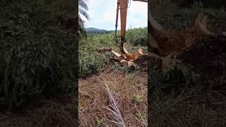 Oil Palm Chipping