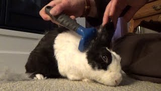 Brushing a shedding rabbit ASMR