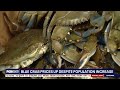 Crab prices up despite population increase