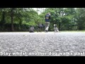 Max. 10 day Residential Dog Training / Doggy Boot Camp. Lead Pulling, Recall Max. 10 day Residential Dog Training / Doggy Boot Camp. Lead Pulling, Recall