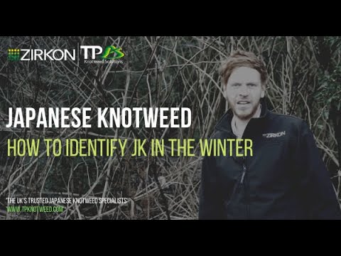 فيديو: التحكم في Knotweed: كيف تقتل Knotweed