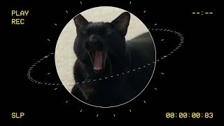 Who says a black cat is unlucky? you are wrong by Cornbap 4,092 views 1 year ago 1 minute, 30 seconds